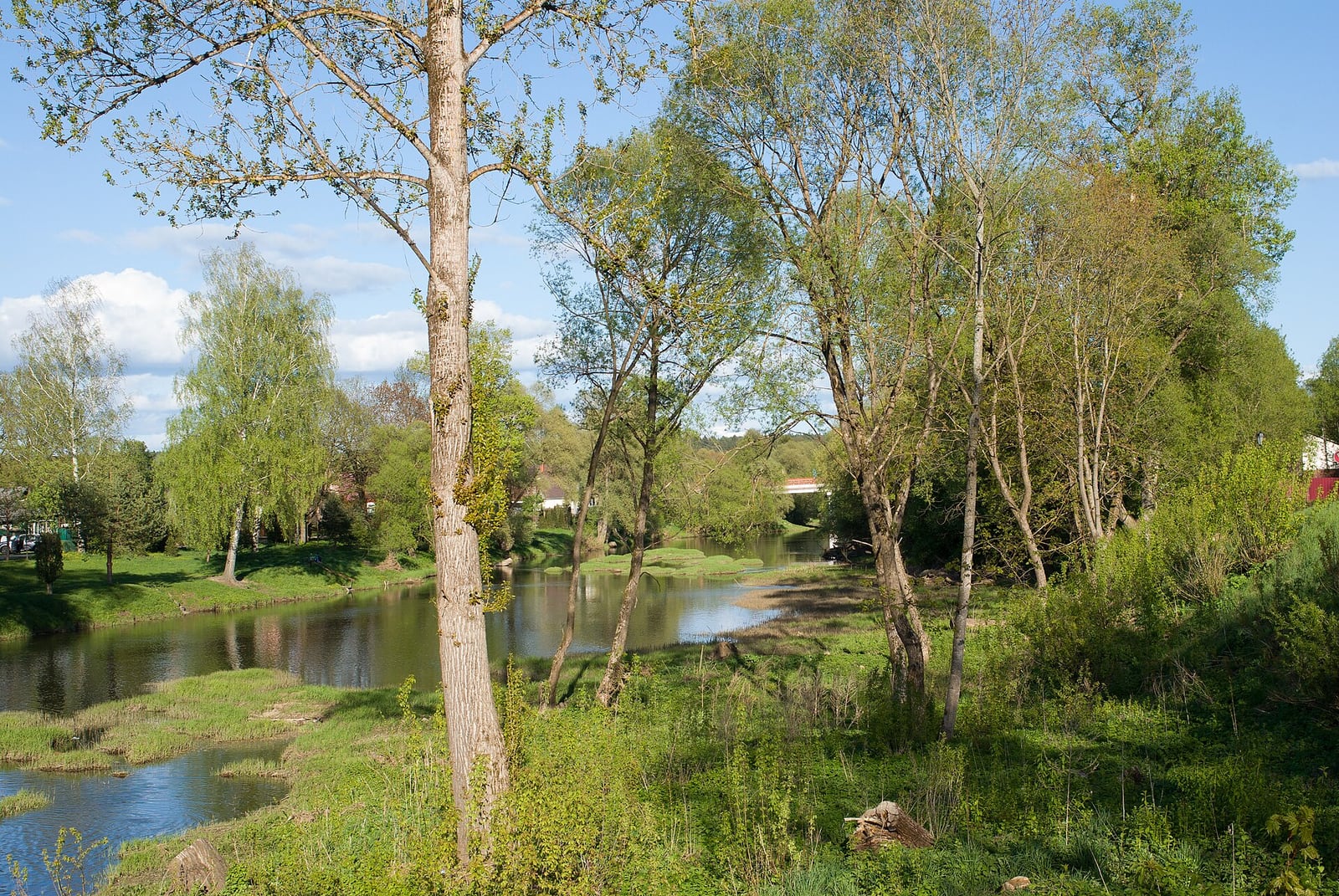 Протва у берега, вода и нависающие ветки